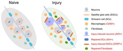 Cellular complexity of the peripheral nervous system: Insights from single-cell resolution